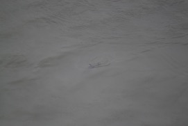 Missing Picture